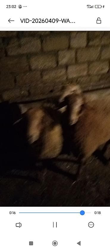 qoyun bazari: 2qoyun 2bala qoyun bir 3 qarin doğub balsin 15 kilo et var obri qoyun — 1