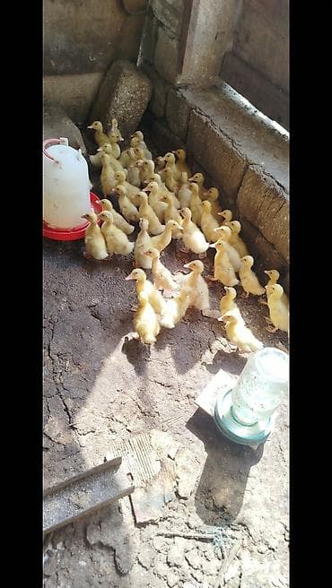 pekin urdeg: Salam tam saqlam pekin kuban ordeklerdi 14 gunlukduler qiymet 2.80 — 4