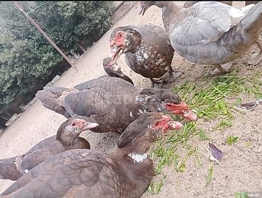 lal ördək: Salam 5 disi 3 ərkeydi heyvanar yumurtdayir tek tek disiler 30 çanat — 2