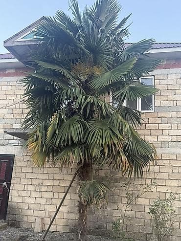 Растения: Trachycarpus fortunei (yapon xurması) palma ağacı - Növ: Trachycarpus — 1