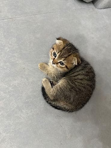 simmental cinsi: Şotland yastı qulaq, Erkək, Dişi, Yaxşı əllərə, Ünvandan götürmə, Pulsuz çatdırılma, Ödənişli çatdırılma — 8