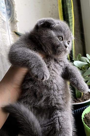 Şotland yastı qulaq, Dişi