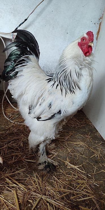 ataks toyuq: Mayalı Brama yumurtası satılır təmiz sağlam heyvanların yumurtasıdır — 3