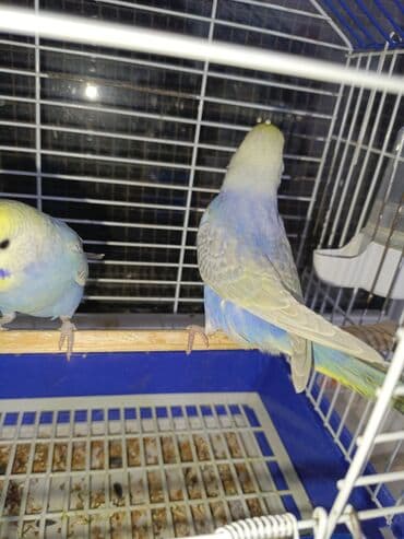 qara canavar sekilleri: Korella hazır cüt yuva qızdırırlar hələ bala verməyiblər. cütü 80m — 5