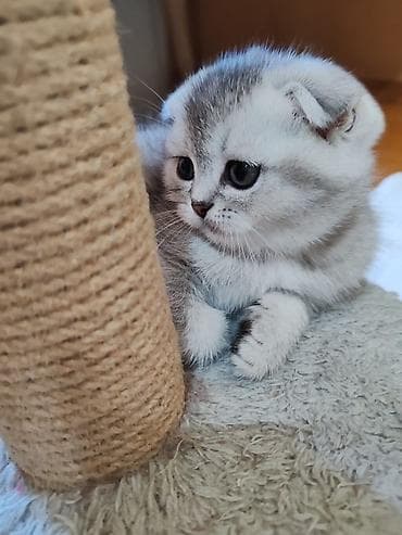 siyam pisiyi: Britan — 3