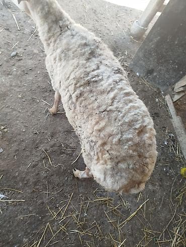 bakida it barinagi: Məhsul: Qoyun Təsvir: - Yerli təsərrüfatda saxlanılan, ağ rəngə yaxın — 6