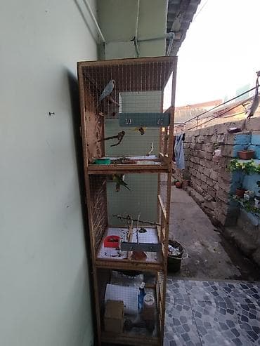 star quşu: 📢 SATILIR – 3 Mərtəbəli Taxta Qəfəs + 2 Cüt Məhəbbət Quşu Möhkəm və — 3