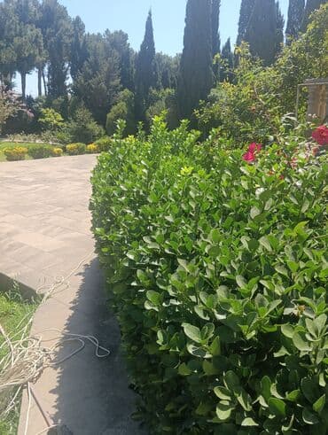 Sifarişlə əl işləri: Ağaclarin budanmasi dermanlanmasi halaqlarin teizlenmesi seliqe — 2