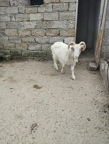 Pişiklər: Erkək, il: 1, Damazlıq — 10