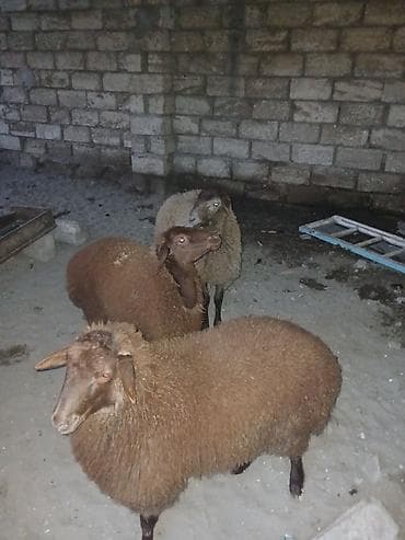 Quzudular 2 si erkəkdi biri dişi son asaqi yeri cüzi olar