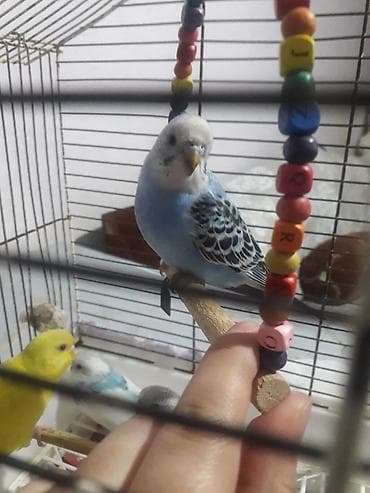 qus sesleri: Quşlar 10azn 
sarı quş 20azn — 5