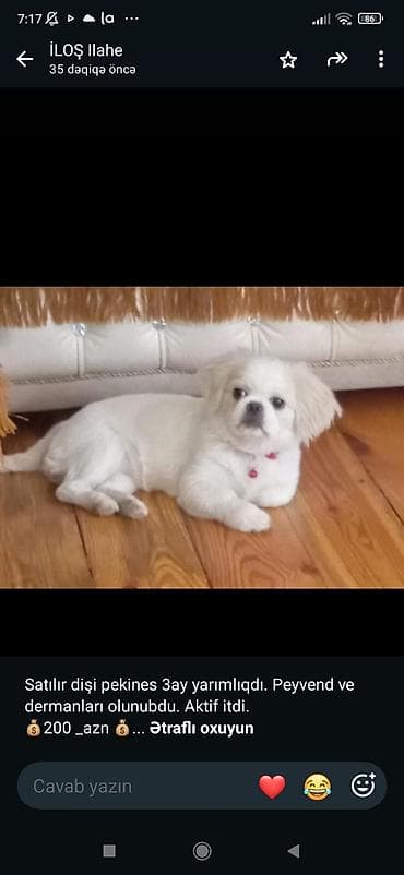 Dişi pekines balası – 3 ay yarımlıq. Peyvəndləri və dərmanları olunub