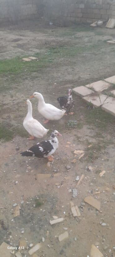 ördək balası: Məhsul: Ördəklər Təsvir: - Təsərrüfat üçün uyğun ev quşları. - Ağ — 1