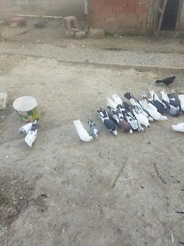 Зоотовары: Satılır: müxtəlif rəng və naxışlarda ev göyərçinləri sürüsü - — 1