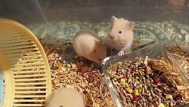 Qum rəngli xəzli balaca hamsterlər(Suriya) - Növ: dekorativ hamster — 1