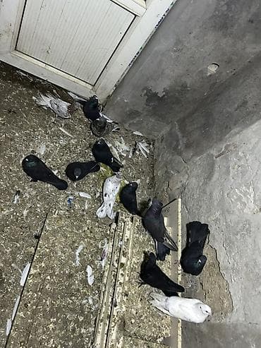 takla goyercin: 2 manatdan 12 denedi qiymet sondu hamsi saglamdi — 2