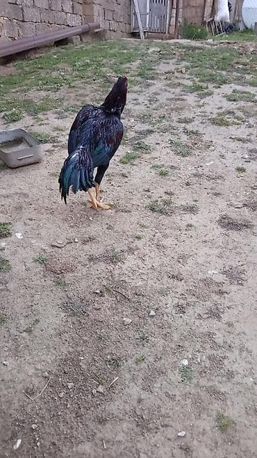 Heyrati bece rengi qara asel qiymeti sondu oktyabrda cixib hele