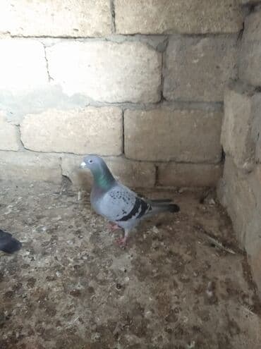 домики для собак: Mayadırlar — 2