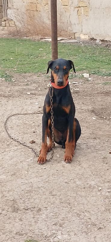 it xaski: Doberman, 1 il, Erkek, Peyvəndli, Ödənişli çatdırılma — 4