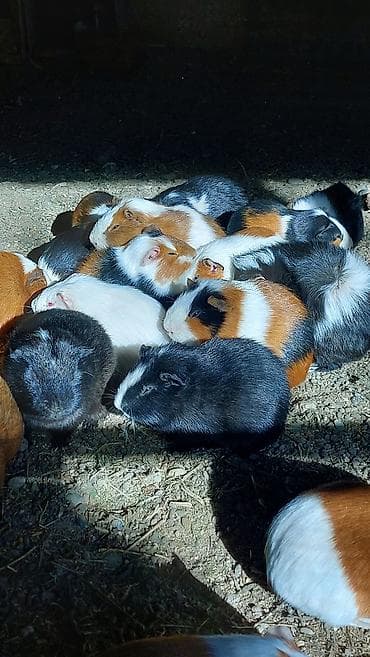 Птицы: Wekilde gorduyunuz Deniz donuzlari satilir saglamliqlarina cavabdexem — 6