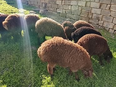 coban itlerin satisi: Qoyun quzular – yerli sürü11bas 6disi5 ərkəy - Rəng: tünd qəhvəyi və — 2