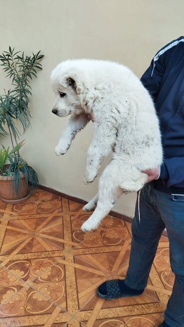 bala afçarka: Alabay, 2 ay, Dişi, Peyvəndli, Ünvandan götürmə — 3