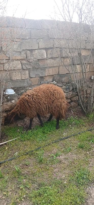 qoyun itləri: Salam ana bala qoyun satıram təmiz mor karaman cinsidilər ana bala — 8
