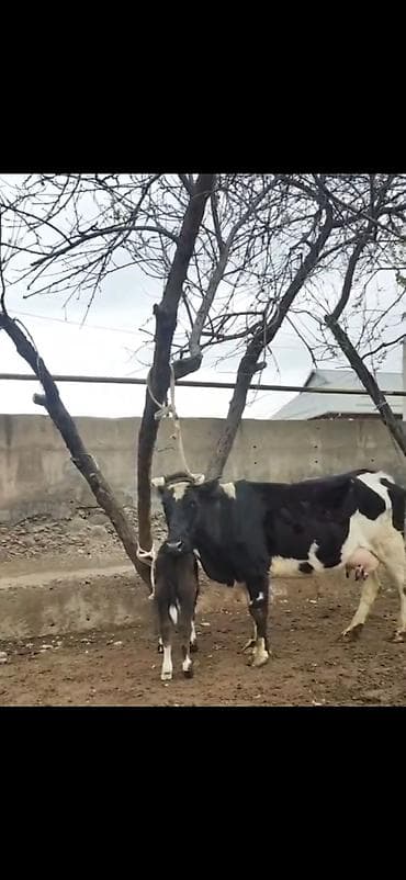 südlü iney: Simental tipli qara-ağ rəngli inək bala ilə birlikdə. - İri bədən — 7