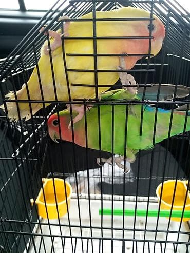 akvarium altligi: Sevgi quşlari Sevda papağanı (Lovebird) cütü və qəfəs Təsvir: - — 3