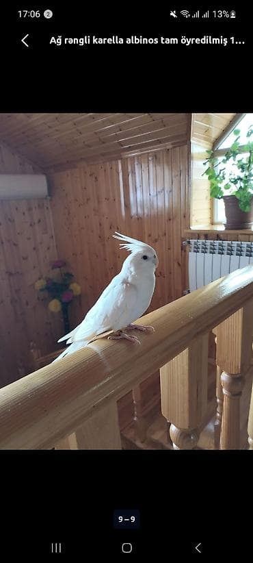 hind quşu baximi: 14 aylıq qırmızı gözlü Albino .tam əl quşudur böyük qəfəslə bir yerdə — 8