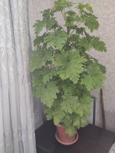 toxuma guller: Ətirşah gülü — 1