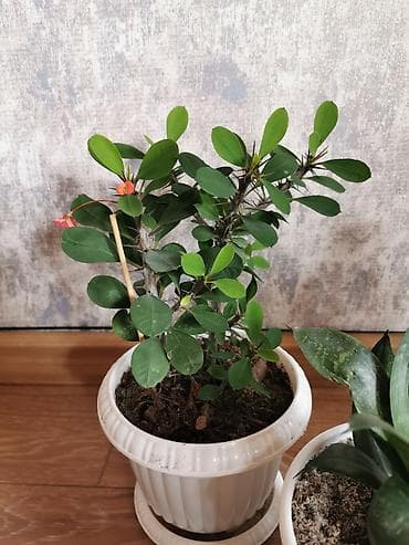 dibcək gulləri adları: Nəzər bitkisi + sansevieria + kaktus. Üçü birlikdə qabla bir yerdə — 3