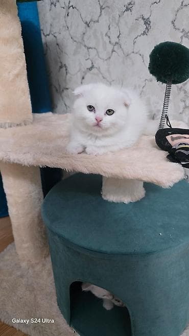 pişik boz: Britan yastı qulaq — 6