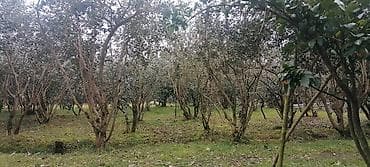 qresde satilan evler: 11 sot, Tikinti, Mülkiyyətçi, Kupça (Çıxarış) — 3