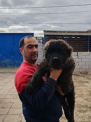 kaski iti: Qafqaz çoban iti, Peyvəndli — 6