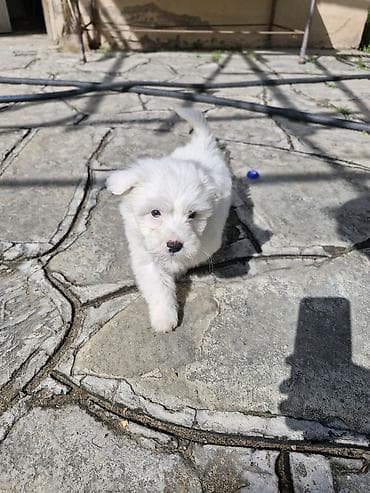 ev itləri ucuz: Malta bolonka, 2 ay, Erkek — 1