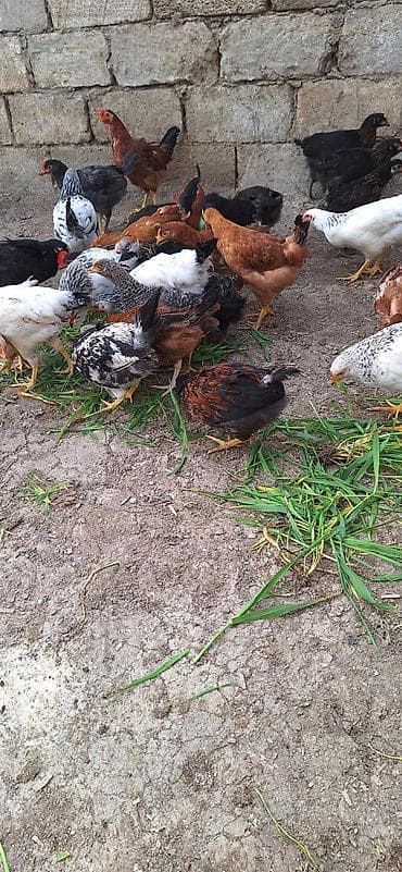 toyuq cücə: Toyuq cücələri, Ətlik — 6