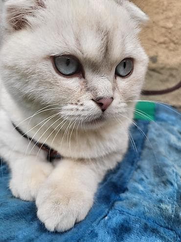 ağ pisik: Şotland yastı qulaq — 3