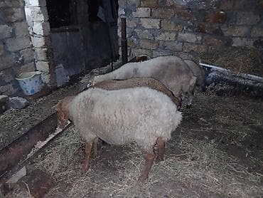 qara mal: Ümumi 5 baş heyvandı erkey toğlu dişi quzular boğaz qoyunnar qiymətlər — 4
