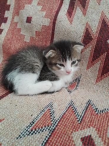 pit bull: Şotland yastı qulaq, Yaxşı əllərə — 8