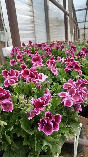 yasəmən gulu şəkilləri: Müxtəlif rənglərdə və növlərdə qablarda yetişdirilmiş güllər təklif — 8