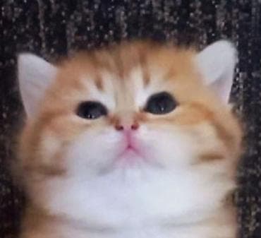 syam pişik: Britan, Erkək, Dişi, Yaxşı əllərə, Ünvandan götürmə — 1