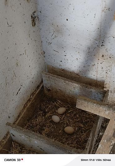 heyratı yumurtasi: Məhsul: Yerli kənd toyuqları və təzə yumurta Təsvir: - Şəkillərdə — 7