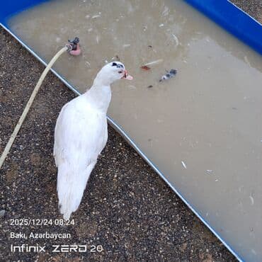 mirvari ordək: Erkək, | Lal ördək, Damazlıq — 3