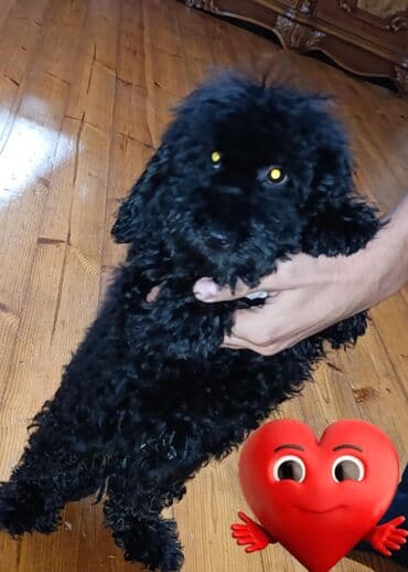 купить хаски щенка: Пудель, 4 месяца, Самец, С прививками, Самовывоз — 2