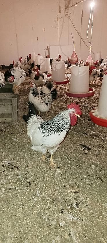 damaz: Xüsusiyyətlər: - Rəng: ağ əsaslı, boyun və quyruqda qara-lələklə — 3