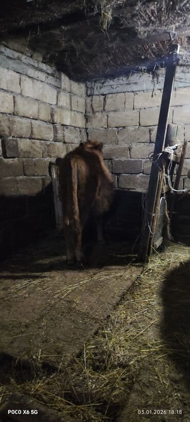 ev quşları haqqında qısa məlumat: Dana, buzov, Erkək, ay: 6, 1 kq, Damazlıq — 3