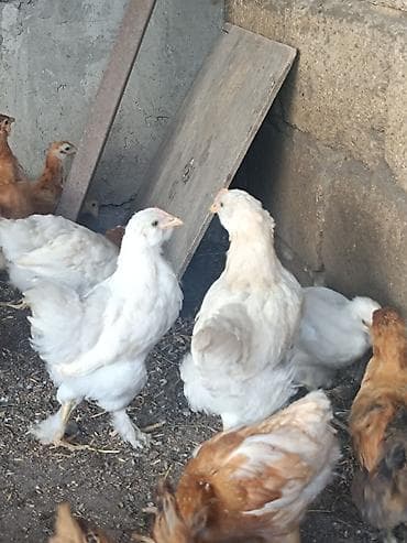 qus satisi: 2 ayliq etlik ve yumurtaliq cins colpalar,saqqali,ayagi tuklu ela — 1