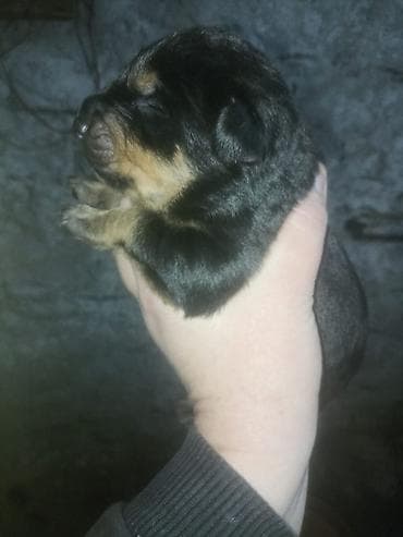 dogo argentino satışı: Rotveyler — 5