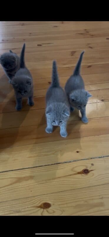 böyüməyən pişik: Şotland yastı qulaq, Erkək, Dişi — 6